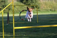 /album/agility/electra-jpg/