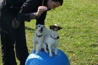 /album/agility/img-0182-jpg/