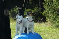 /album/agility/img-0186-jpg/