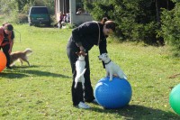 /album/agility/img-0188-jpg/