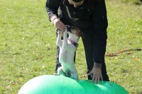 /album/agility/img-0197-jpg/