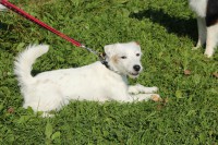 /album/agility/img-0212-jpg/
