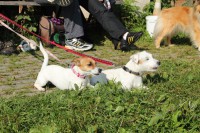 /album/agility/img-0216-jpg/
