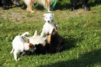 /album/agility/img-0217-jpg/