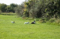 /album/agility/img-0221-jpg/