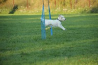 /album/agility/img-0418-jpg/