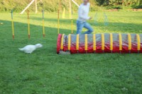 /album/agility/img-0426-jpg/