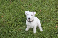 /album/agility/img-0440-jpg/