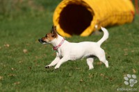/album/agility/img-5756-jpg/