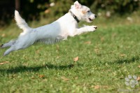 /album/agility/img-5799-jpg/