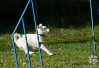 /album/agility/img-5812-jpg/