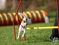 /album/agility/img-6040-jpg/