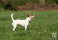 /album/agility/img-6043-jpg/