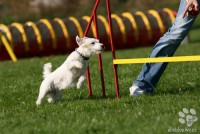 /album/agility/img-6088-jpg/