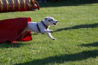 /album/agility/kierka-jpg/